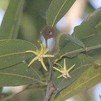 Hydnocarpus castaneus Hook.f. & Thomson